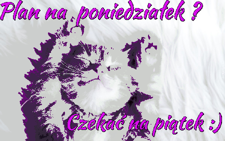 Rudy kotek odpoczywa sobie w poniedziałek